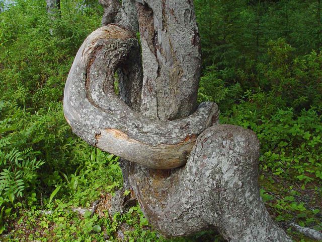 Twisted tree trunk